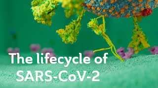 The lifecycle of SARSCoV2 Scientific version [upl. by Eivets56]