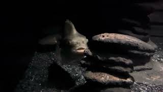 Lumpfish  the Monterey Bay Aquarium [upl. by Pickens]