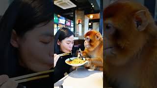 Let’s eat fried noodles OMAMAFood on the Tip of the Tongue Fried Noodles Monkey Brother is Com [upl. by Ylac]