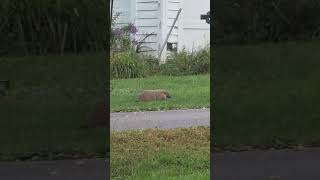 Chunk the Woodchuck Friday night dinner time animals wildlife woodchuck groundhogs beast funn [upl. by Laaspere]