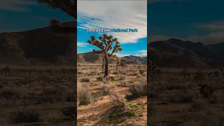 Experience Joshua Tree National Park California travel nationalparks [upl. by Oiceladni]