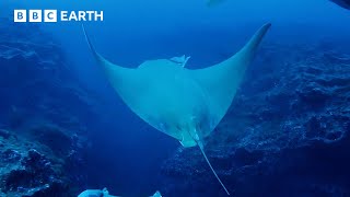 Sting Rays Deep Ocean Dive  Animals With Cameras  BBC Earth [upl. by Handal]