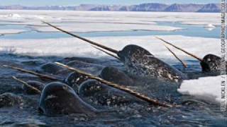 Amazing Animals Narwhal Whale [upl. by Byrd]