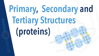 What are the primary secondary and tertiary structures of a protein [upl. by Oile61]