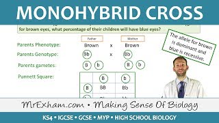 Monohybrid Cross Examples  GCSE Biology 91 [upl. by Khanna391]