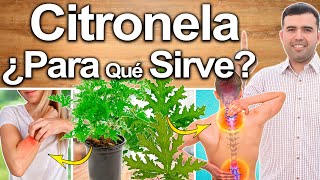 Citronela ¿Para Qué Sirve  Beneficios De La Citronela Para Tu Salud Y Belleza [upl. by Eicyaj]