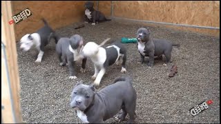 PITBULLS BEBES  CACHORROS BULLY 🔥  La Mejor Raza De Perros Tiernos y Bonitos [upl. by Eatnoled84]