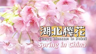 【Spring in China】湖北武汉：樱花编织成海 尽显烂漫Cherry blossoms in Hubei Wuhan are in full bloom to show the roman [upl. by Godliman163]