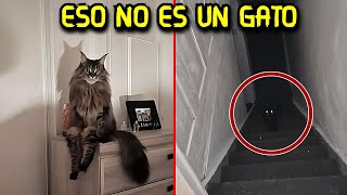 Esa cosa NO ES MI GATO [upl. by Akemat]