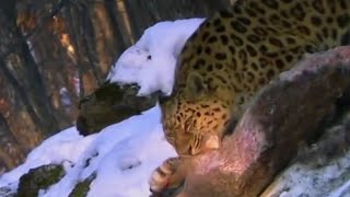 Animal documentry 🐯  wild animals 🌿🌿youtube animals viralvideo [upl. by Ashlin]