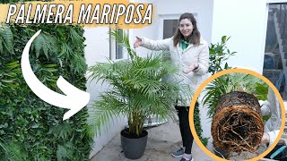 PALMERA MARIPOSA🦋🌿 Dypsis lutescens PARA INTERIOR DE CASA😱 ¡Conoce Sus Cuidados [upl. by Rhiamon]