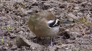 Ptice Hrvatske  Zeba ženka Fringilla coelebs Birds of Croatia  Chaffinch female 12 [upl. by Ede]