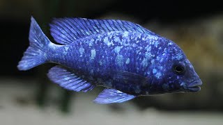 Placidochromis sp quotphenochilus tanzaniaquot Lupingu [upl. by Akinehs]