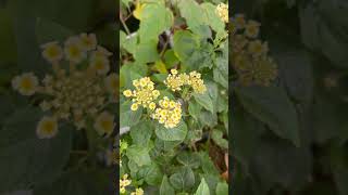 My Lantanas still blooming in December🌸🌸 [upl. by Abel]