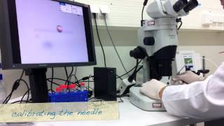 Zebrafish Microinjection [upl. by Wynnie627]