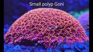 Small polyp Goniopora [upl. by Enamrahs]