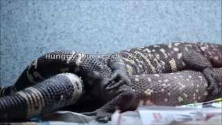 Beaded Lizard Breeding [upl. by Chubb]