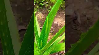 ALOE VERA FOR SMOOTH clearskin Aloe vera plant careshorts [upl. by Eibo39]