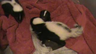 Skunk play behaviour [upl. by Donough653]