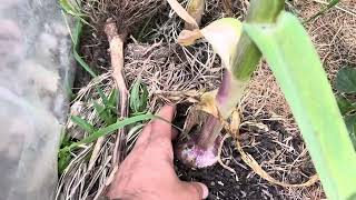 Un potager en bretagne légumes agrumes  faux poivrier aromates [upl. by Anaytat478]