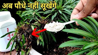 Root rot ki problem se hamesa ki liye chhutkara  Trichoderma [upl. by Aihsat]