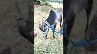 Kadagathur jallikattu training [upl. by Sundstrom611]