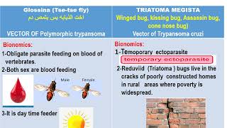 Glossina amp Triatoma Blood module Dr Khaled habib [upl. by Wartow]