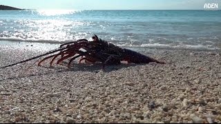 How to catch a lobster at the beach  Japan [upl. by Dahraf354]