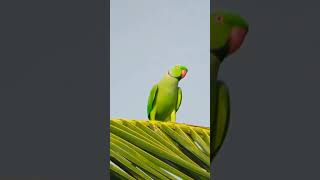 Rose ringed parakeet is flying Please subscribe 🙏🏻 [upl. by Ikilisav87]