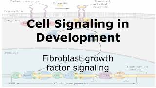 Fibroblast Growth Factor Signaling [upl. by Taite]