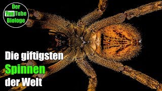 Wanderspinne Trichternetzspinne usw  Die giftigsten Spinnen der Welt [upl. by Nayarb77]