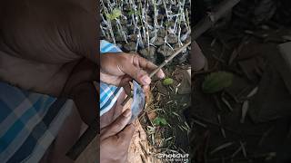 apple ber grafting📲 8167505276 trending short vairalvideo shortvideos grafting indianfarmars [upl. by Appledorf]