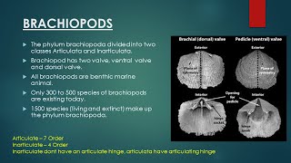 Brachiopods  Evolutionary Trend in Brachiopoda  Invertebrate Paleontology [upl. by Encrata]