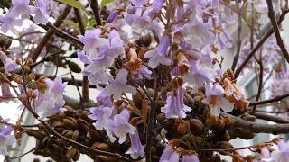 Kínai császárfa Paulownia tomentosa  videó képekben [upl. by Chariot]