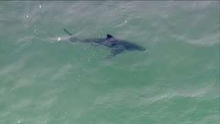 Researchers identify Southern Californias two largest white shark nurseries off San Diegos coast [upl. by Domash]