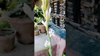 Rojonigondha fhool flower gardening love nature view [upl. by Good]