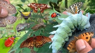 Catching giant atlas moth caterpillar‼️ [upl. by Marybelle103]