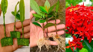 How to Grow Ixora Coccinea flowers in Aloe vera at home  Gardening with Johnson Engleng [upl. by Viking208]