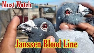 Janssen Blood Line piegon Janssen Brothers Arendonk Racing Pigeon Racing Pigeons  piegon Fancier [upl. by Peppard462]