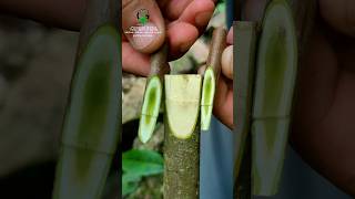 Best grafting technique 100 successful persimmon [upl. by Atikan811]