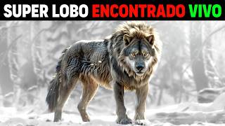 AGORA Super Lobo MAIOR E MAIS AGRESSIVO está VIVO na Sibéria  NÃO SÃO LOBOS NORMAIS [upl. by Summer]