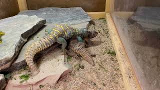 Ornate Uromastyx U ornata blue pair 2022 mating [upl. by Jae]