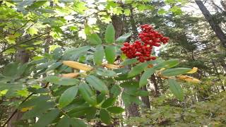 Serbal Silvestre Propiedades Curativas Sorbus aucuparia [upl. by Elnora109]