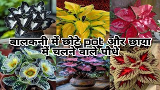 Balcony में छाया में चलने वाले खूबसूरत permanent shade loving plantssmall pot plantindoor plants [upl. by Storer]