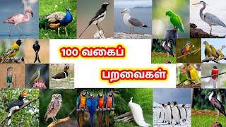 பறவைகள்  PARAVAIGAL  Birds Name in Tamil  100 வகையான பறவைகள் With Vellai Mayil [upl. by Latrena226]