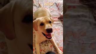 dog savage 😁😺🐶 dog puppy cat funny doglover ytshorts [upl. by Arym]