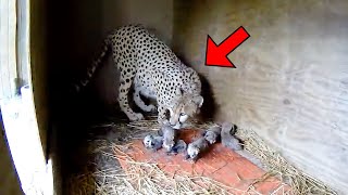 Cheetah Gives Birth to 2 Cubs But Then Something Incredible Happens [upl. by Aivatan]