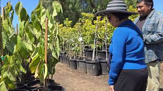 Atemoya Tropical Fruit Nursery Tour [upl. by Golding441]