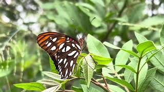 A gulf fritillary 🦋 butterfly 🦋 at home July 9 2024 [upl. by Ordnael]