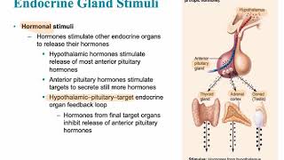 Endocrine System Video 2 [upl. by Oiramej95]